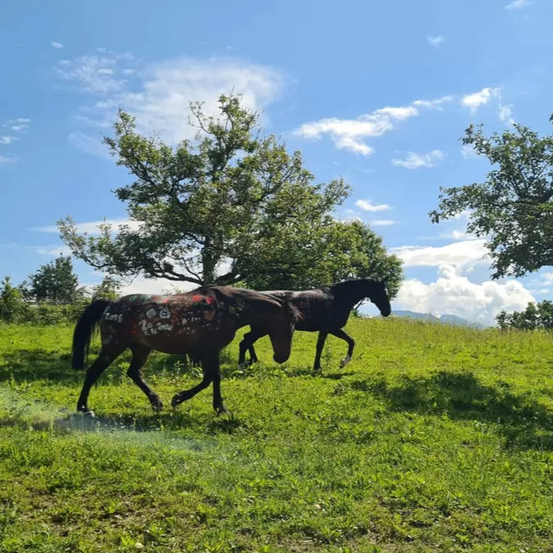 Zwei Pferde laufen auf einer grasbewachsenen Wiese, mit Bäumen im Hintergrund. Das Pferd im Vordergrund hat farbenfrohe Zeichnungen auf dem Körper.
