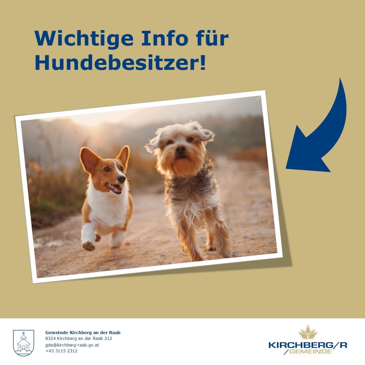 Bild enthält, Animal, Canine, Dog, Mammal, Pet, Puppy, Advertisement, Terrier