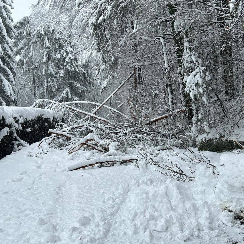 Eine verschneite Waldszene mit umgestürzten Bäumen und Zweigen, die mit Schnee bedeckt sind, umgeben von immergrünen Bäumen, die ebenfalls mit Schnee bedeckt sind.
