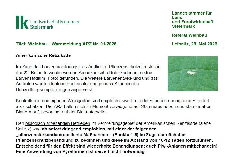 Das Larvenmonitoring des Amtlichen Pflanzenschutzdienstes in der 22. Kalenderwoche hat Amerikanische Reblaus im ersten Entwicklungsstadium (Foto) gefunden. Die weitere Larvenentwicklung und das Auftreten werden laufend beobachtet und die Handlungsempfehlungen angepasst.