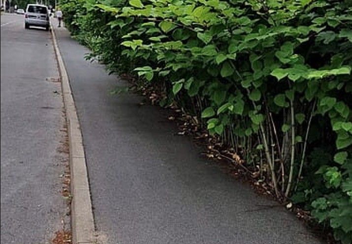 A sidewalk with a hedge of green leaves and a van in the background.