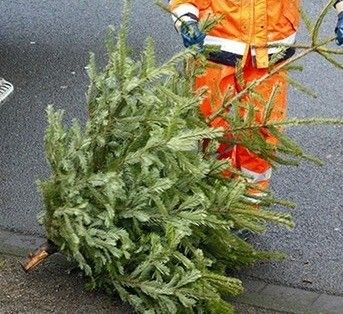 Eine Person in orange Arbeitskleidung hält einen geschnittenen Weihnachtsbaum auf der Straße. Der Baum liegt mit seinen Wurzeln sichtbar auf dem Bürgersteig.