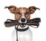 Ein braun-weißer Hund mit einer schwarzen Leine im Maul, auf weißem Hintergrund stehend.