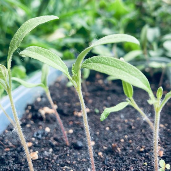 Bild enthält, Leaf, Plant, Soil, Sprout, Herbal, Herbs, Outdoors