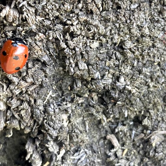 Bild enthält, Soil, Rock, Animal, Insect, Invertebrate, Leaf, Plant, Outdoors, Nature