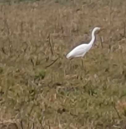 Bild enthält, Animal, Bird, Waterfowl, Crane Bird, Egret, Heron