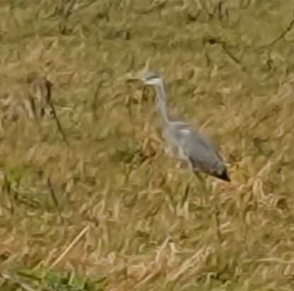 Bild enthält, Animal, Bird, Waterfowl, Heron, Crane Bird