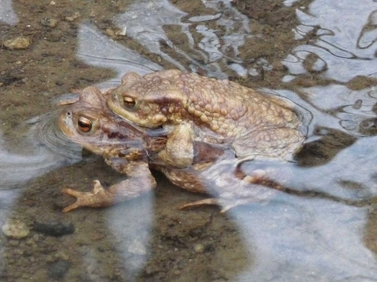 Bild enthält, Animal, Lizard, Reptile, Wildlife, Amphibian, Toad, Frog