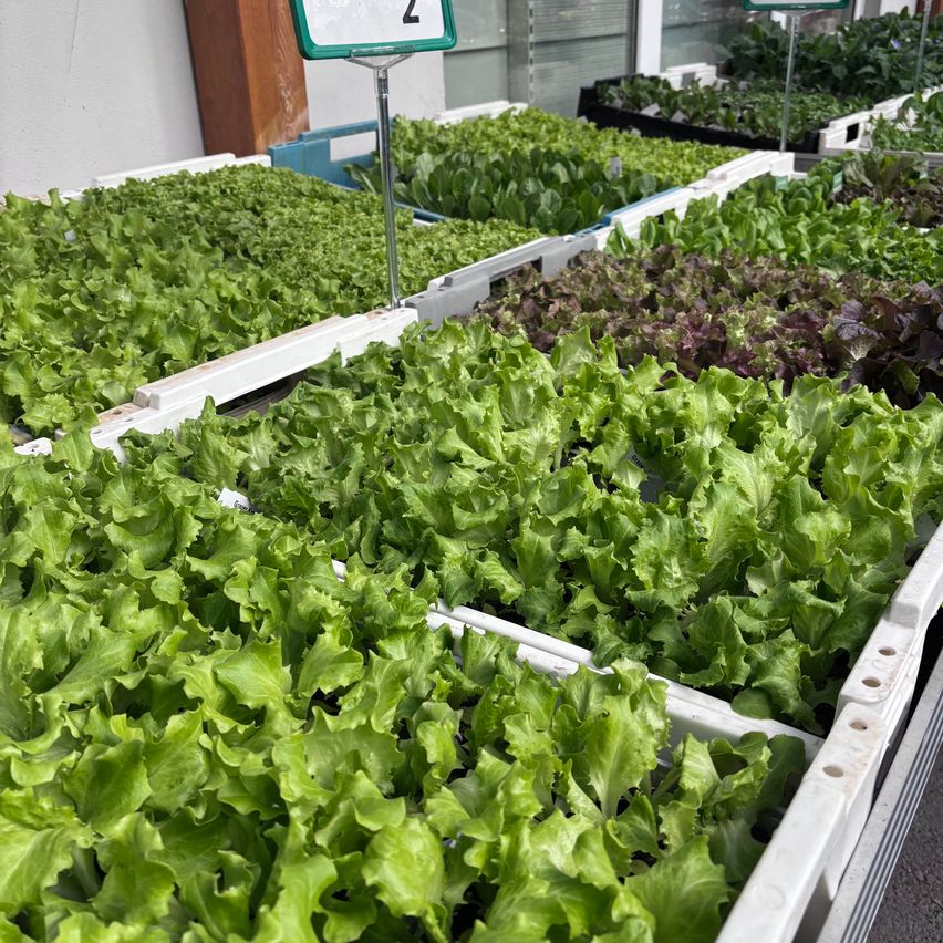 Bild enthält, Food, Lettuce, Plant, Produce, Vegetable