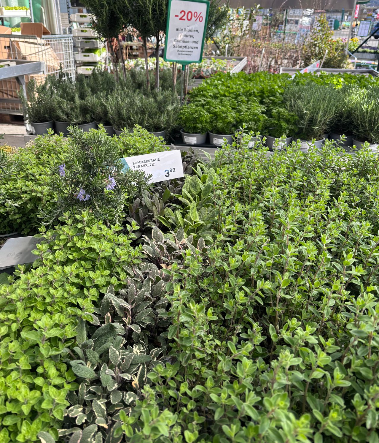 Bild enthält, Herbal, Herbs, Plant, Vegetation, Garden, Nature, Outdoors, Mint