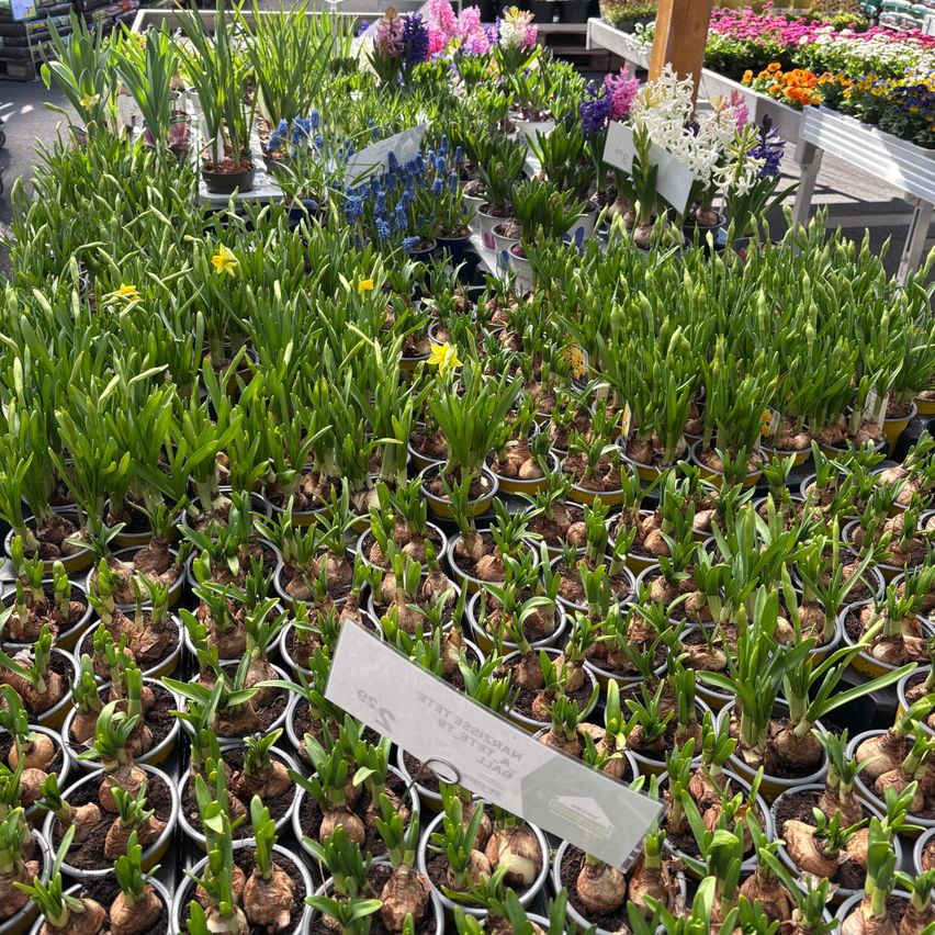 Bild enthält, Plant, Potted Plant, Herbal, Herbs, Planter, Garden, Outdoors, Leaf, Flower, Market