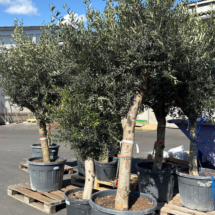 Bild enthält, Plant, Potted Plant, Tree, Vegetation, Cookware, Pot, Bonsai