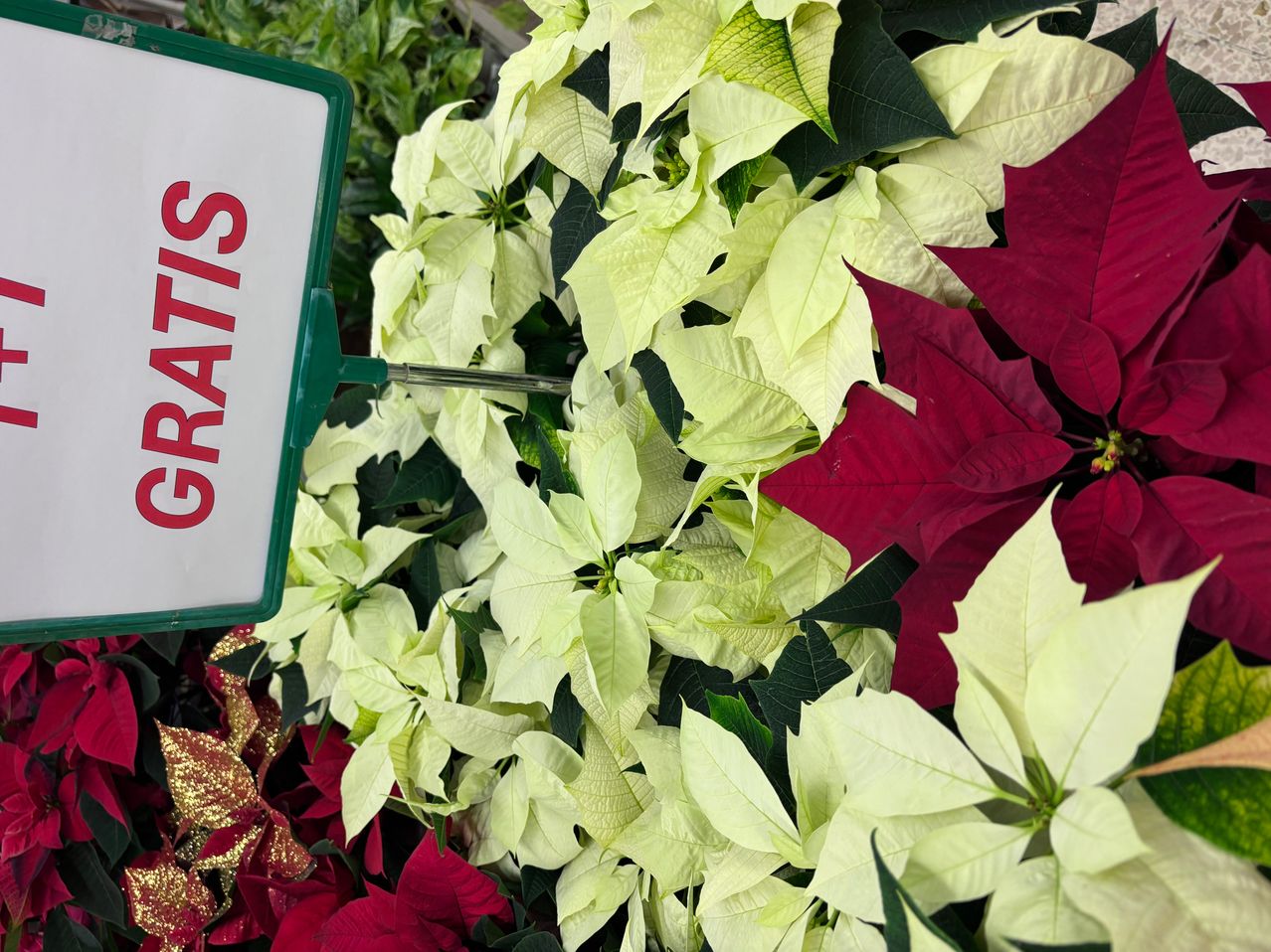 Ein Schild mit der Aufschrift 'GRATIS' und einem grünen Griff befindet sich in einer Sammlung von leuchtend gelben und roten Weihnachtssternen.