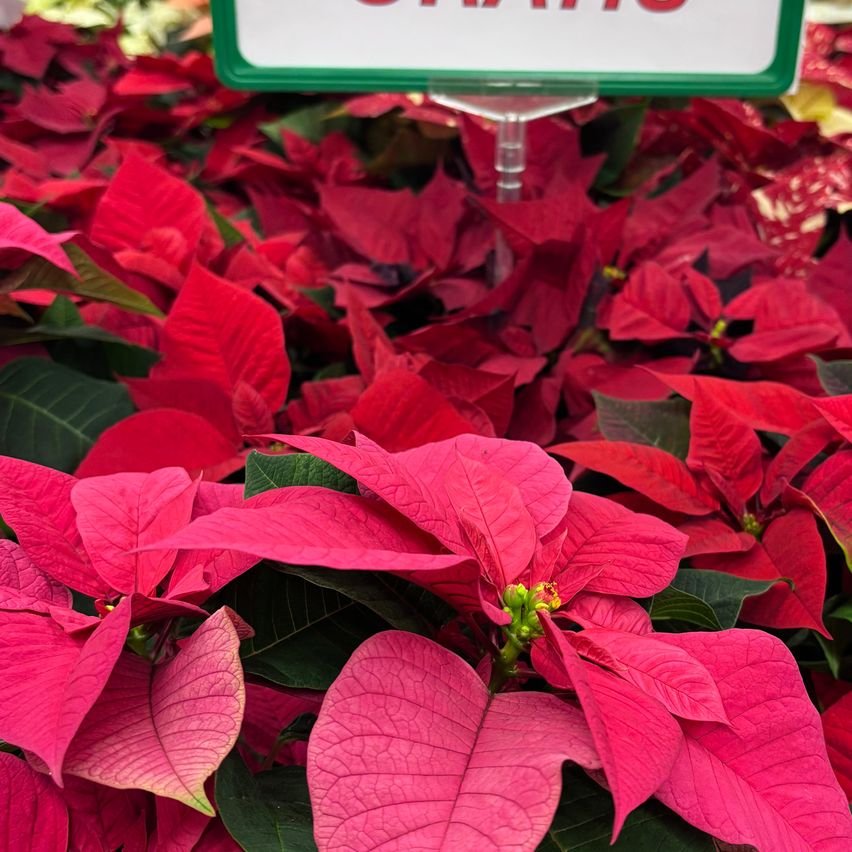 Eine Präsentation leuchtend roter Weihnachtssterne mit grünen Blättern, ein weißes Schild oben mit dem Namen.