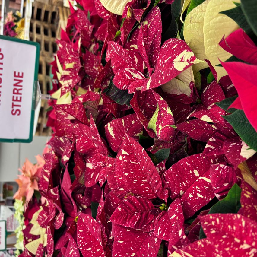 Eine Nahaufnahme von roten und gelben Weihnachtssternen, die in einem Geschäft ausgestellt sind. Die Blätter haben ein gesprenkeltes Muster, und links befindet sich ein grünes Schild mit weißem Text, das 'STERNE' steht.
