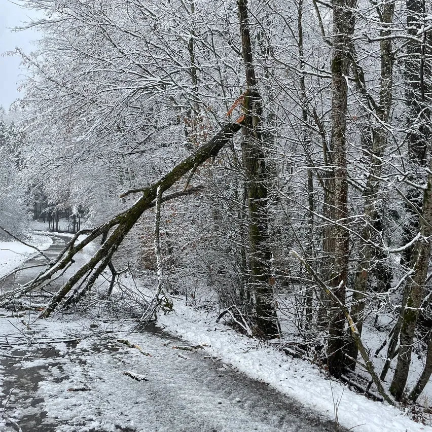 Ein verschneiter Wald mit einem umgestürzten Baum, der einen Pfad blockiert. Schnee bedeckt den Boden, die Bäume und Äste. Das Gebiet ist ruhig und friedlich.