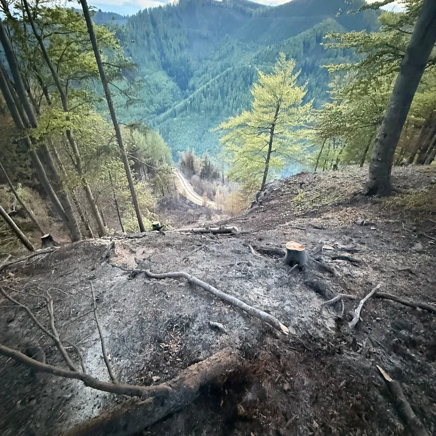 Ein Waldhang zeigt Spuren eines kürzlichen Feuers, mit verkohlten Bäumen und einem schmutzigem Weg, der hinunterführt. Die Landschaft zeichnet sich durch eine Mischung aus grünen und braunen Bäumen aus, mit einem entfernten Gebirgszug im Hintergrund.