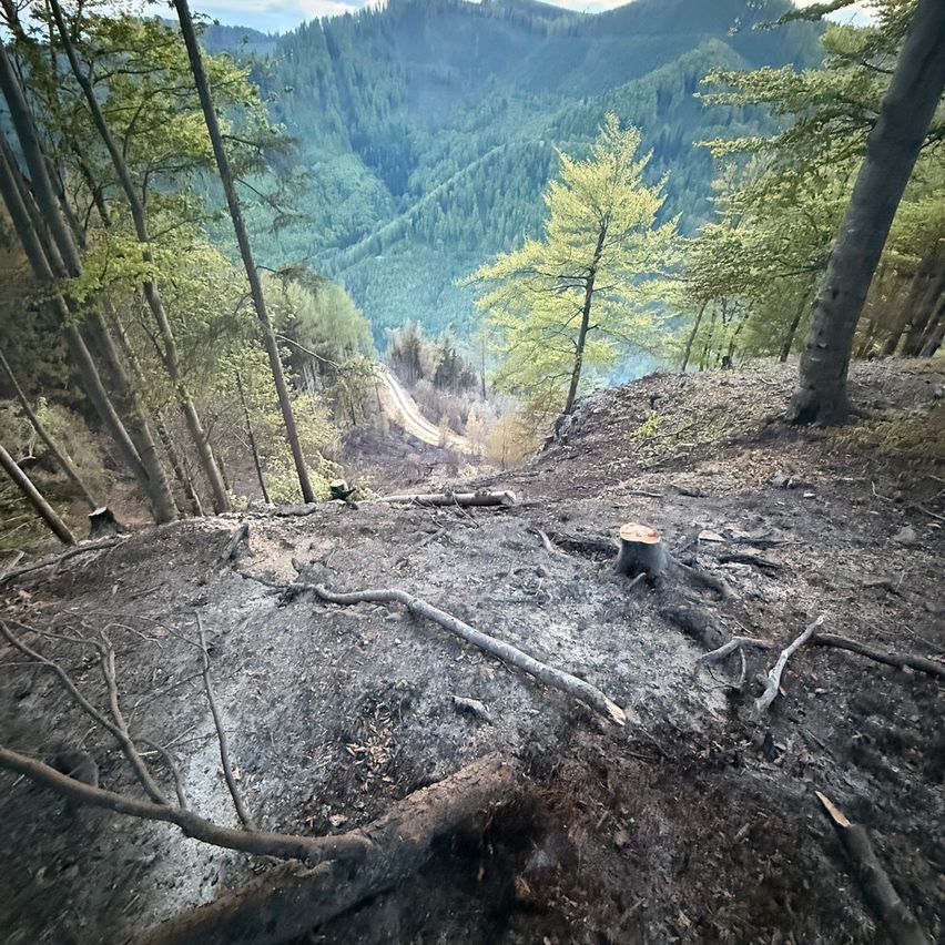 Ein Waldhang zeigt Spuren eines kürzlichen Feuers, mit verkohlten Bäumen und einem schmutzigem Weg, der hinunterführt. Die Landschaft zeichnet sich durch eine Mischung aus grünen und braunen Bäumen aus, mit einem entfernten Gebirgszug im Hintergrund.