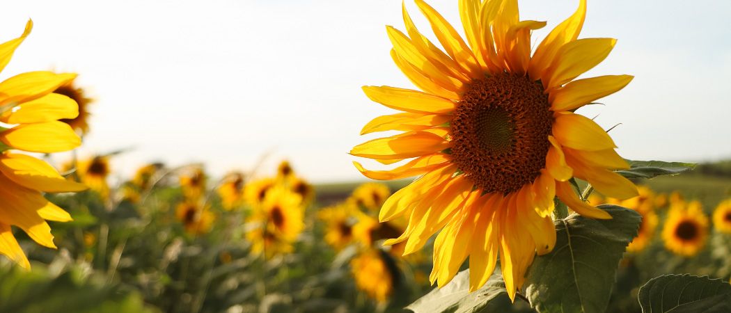 Ein Nahaufnahme einer leuchtenden Sonnenblume mit hellgelben Blütenblättern und einem braunen Zentrum, vor einem verschwommenen Hintergrund anderer Sonnenblumen.