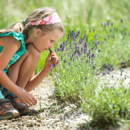 Ein kleines Mädchen in einem grünen Kleid und Turnschuhen mit einem Stirnband hockt sich hin und riecht an einer Lavendelpflanze in einem Feld.