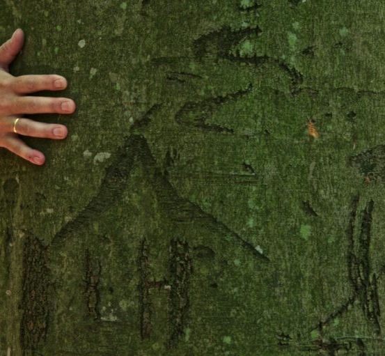 Eine Person umarmt einen Baum, wobei die Hände in die Rinde graviert sind und einen Berg sowie einige Symbole zeigen.