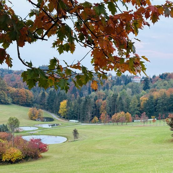Eine ruhige Herbstlandschaft mit einem üppigen grünen Feld, verstreuten Bäumen und Teichen. Die Bäume zeigen eine Mischung aus leuchtenden Herbstfarben. In der Ferne ist ein Gebäude zwischen den Bäumen zu sehen.