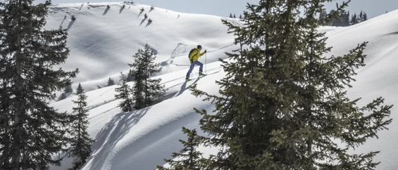 Bild enthält, Nature, Outdoors, Plant, Tree, Person, Snow, Fir, Skiing, Sport, Bird