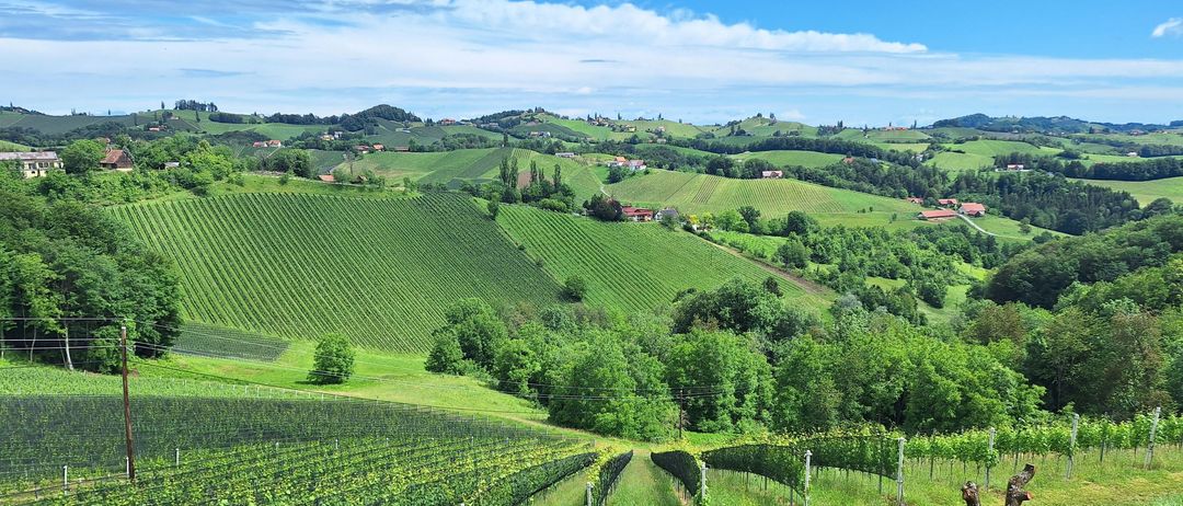 Bild enthält, Nature, Outdoors, Countryside, Rural, Farm, Architecture, Building, Scenery, Vineyard