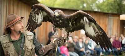 Bild enthält, Animal, Bird, Vulture, Eagle, Smoke Pipe, Person