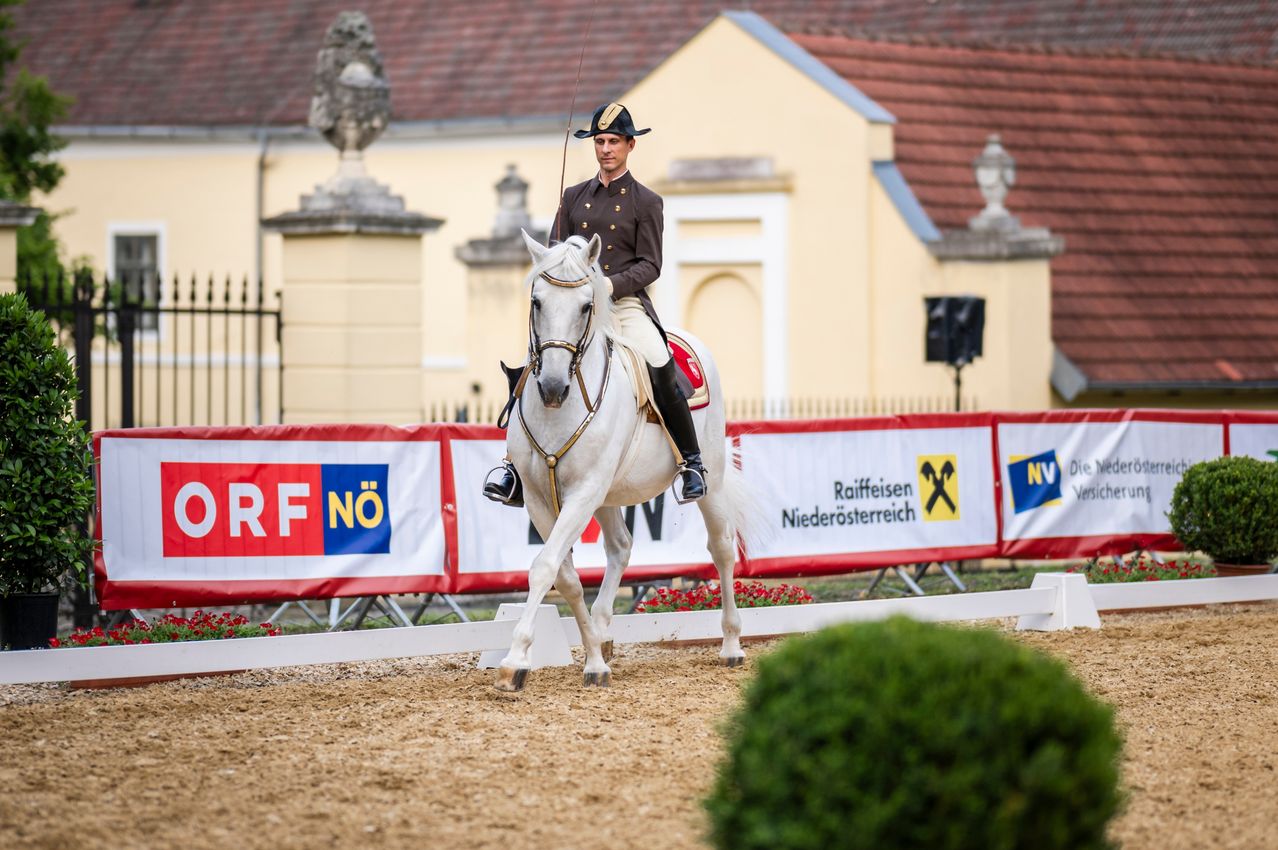 Bild enthält, Animal, Equestrian, Horse, Mammal, Person, Plant