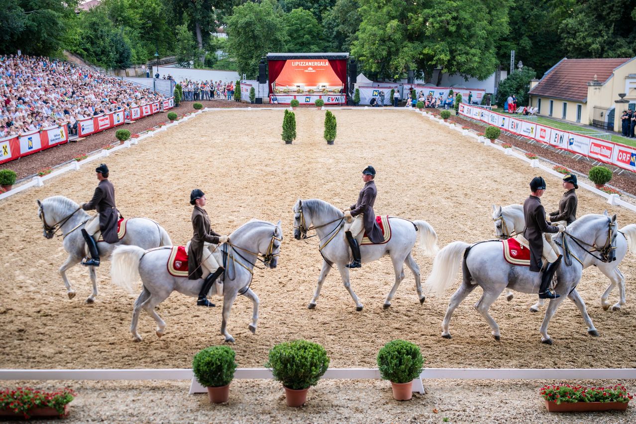 Bild enthält, Animal, Equestrian, Horse, Mammal, Person, Plant, People, Andalusian Horse