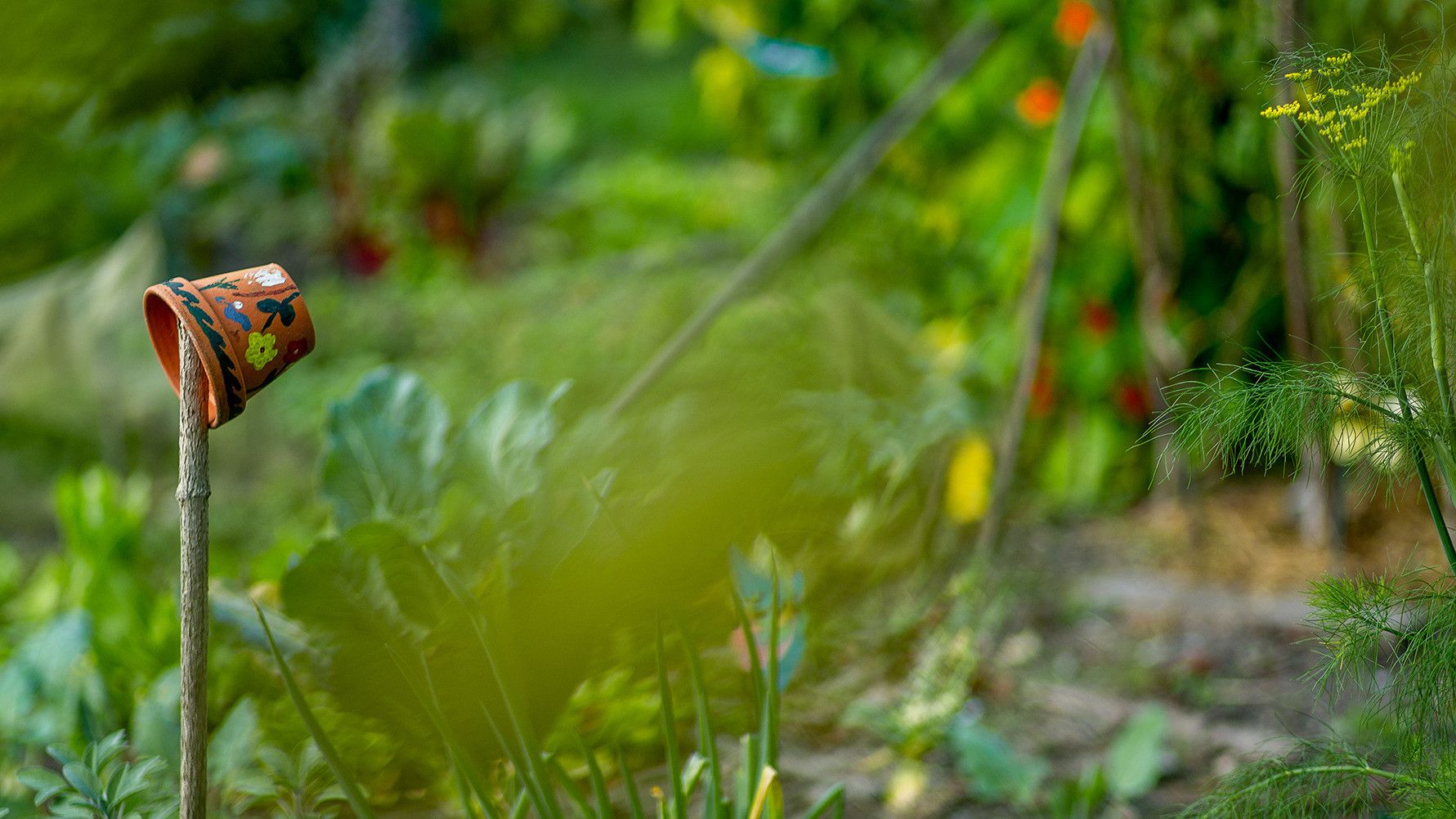 Plant, Food, Flower