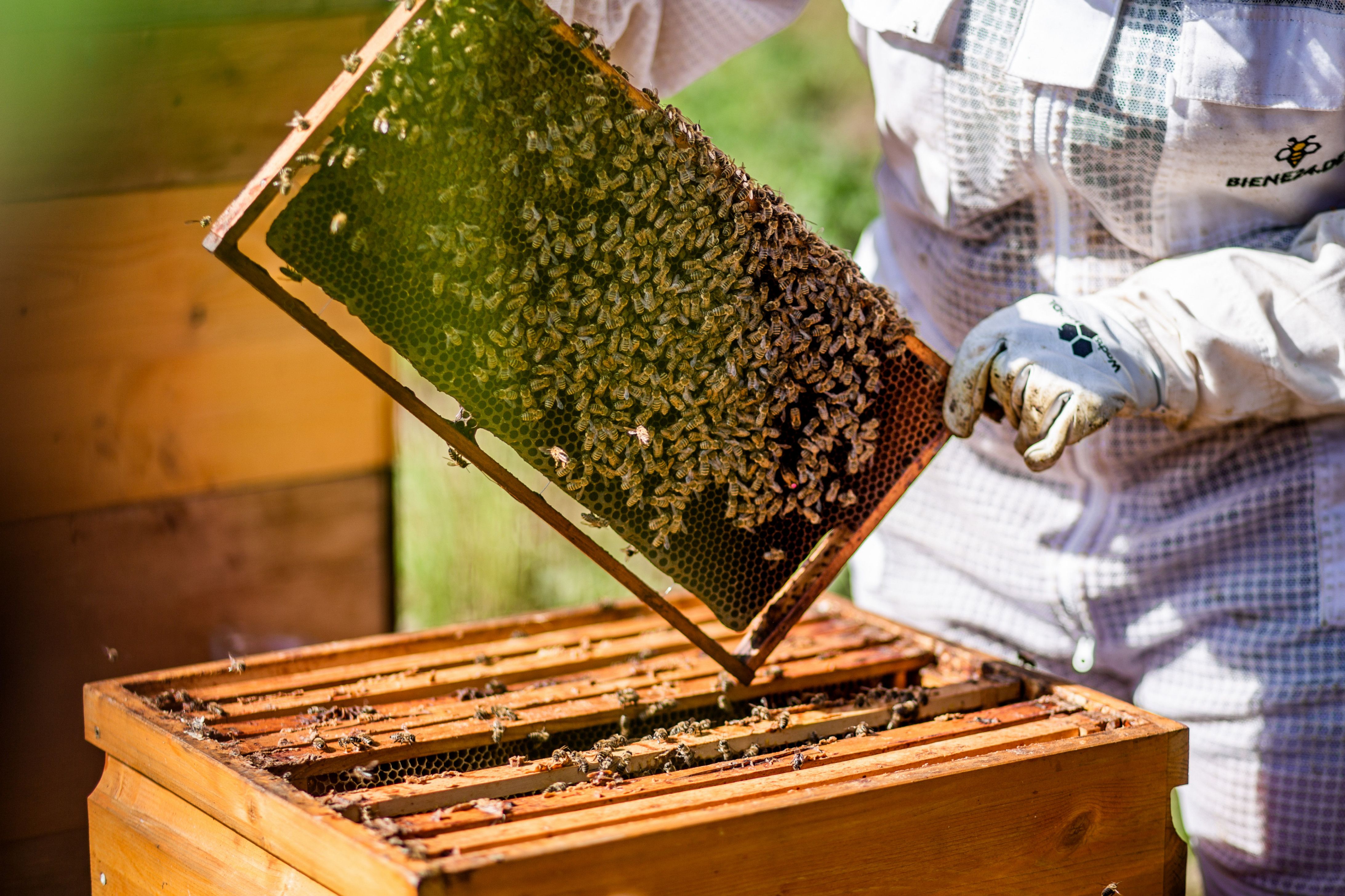 Apiary, Animal, Bee, Honey Bee, Insect, Invertebrate, Clothing, Glove, Person