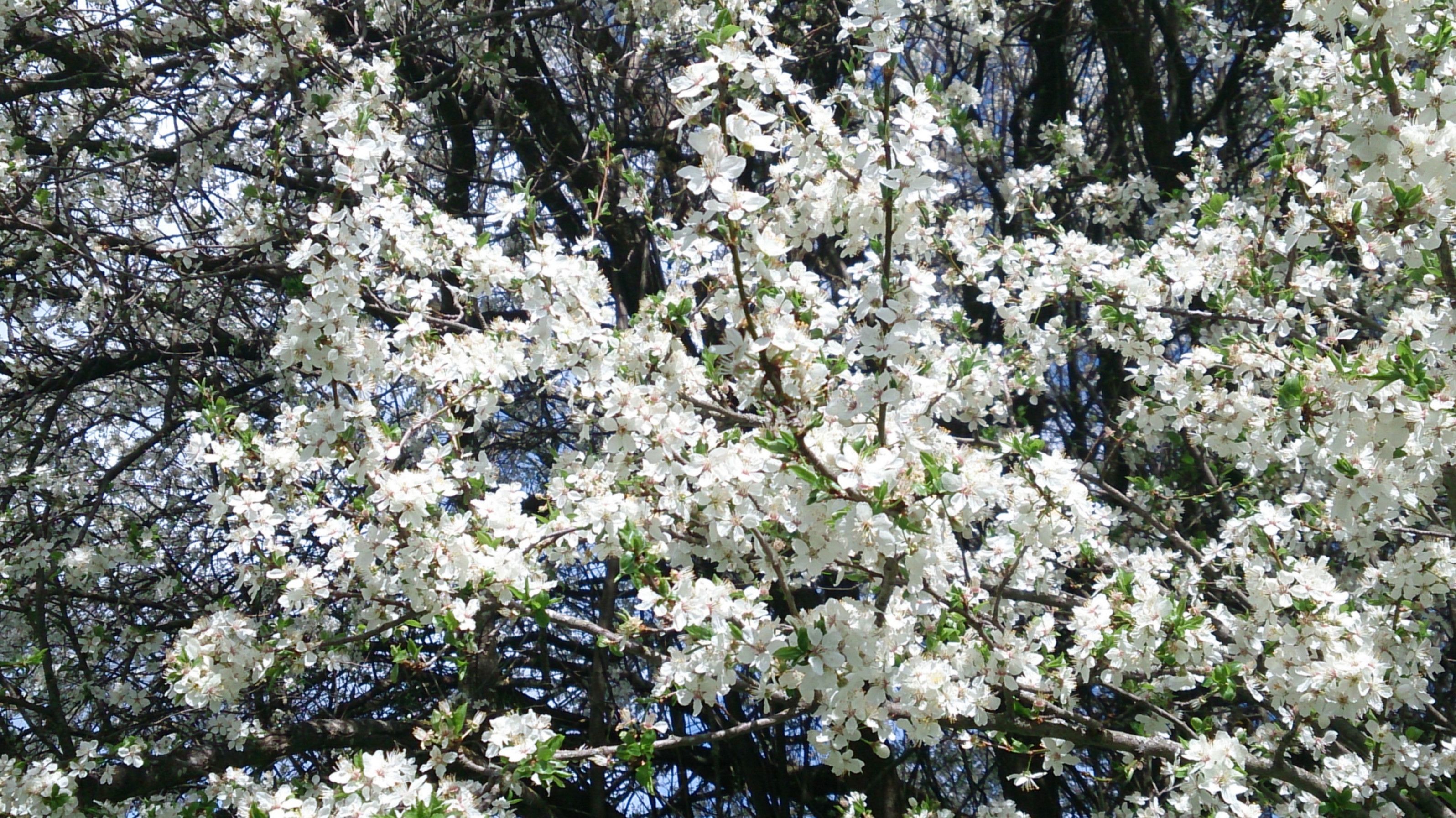 Flower, Plant, Cherry Blossom