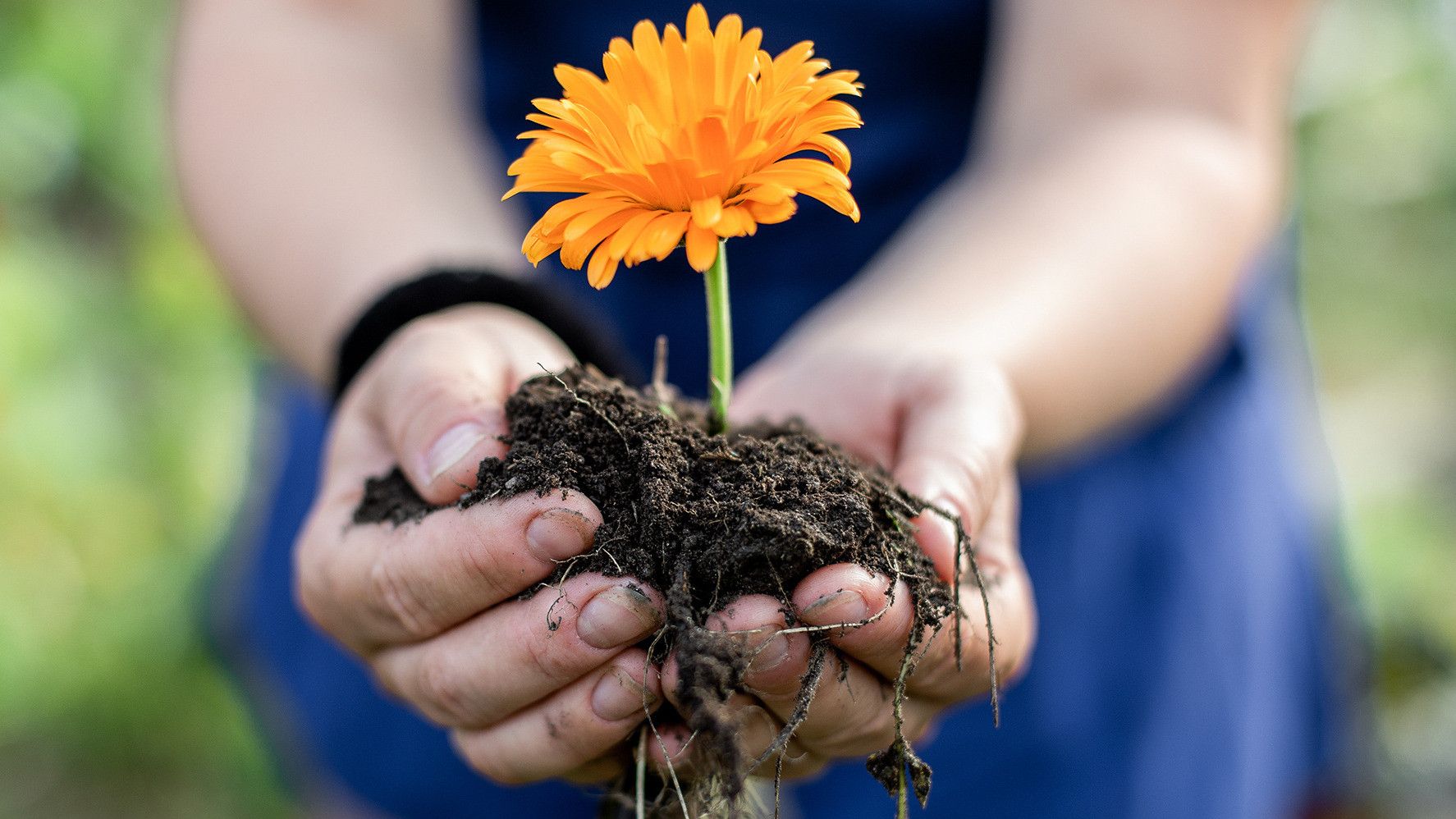 Finger, Hand, Person, Soil, Garden, Nature, Outdoors, Daisy, Gardening, Planting