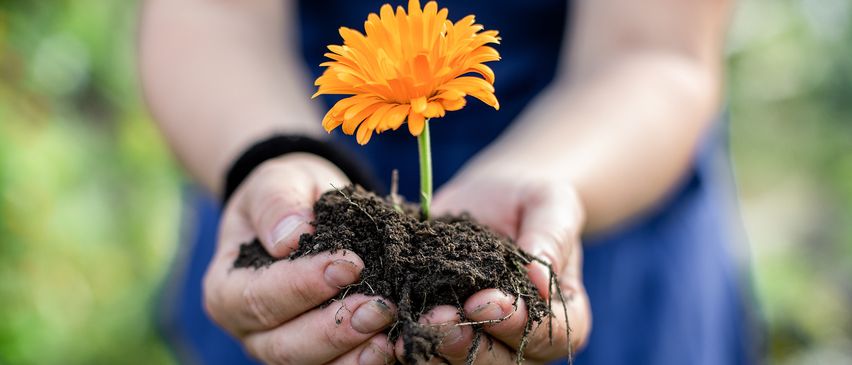 Eine Person hält eine kleine orangefarbene Margerite in den Händen und zeigt die Wurzeln, die aus der Erde wachsen.