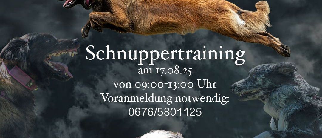 Werbeplakat für das Pink Paws Flyball Team mit aktiven Hunden. Datum: 17.08.25, Zeit: 9:00-13:00, Ort: 2722 Weikersdorf am Steinfeld, Puchbergerstrasse. Anmeldung erforderlich: 0676/5801125.