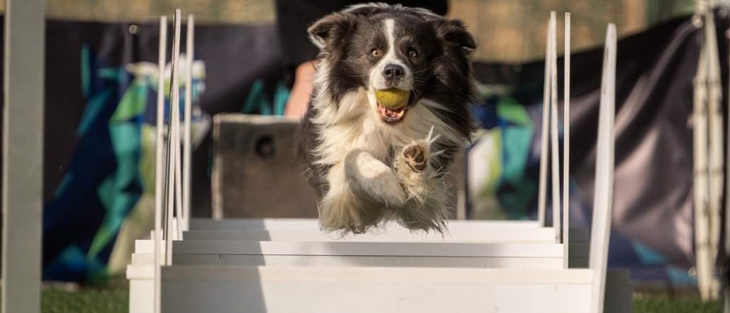 Bild enthält, Grass, Plant, Tennis Ball, Animal, Canine, Dog, Mammal, Pet, Person, Collie