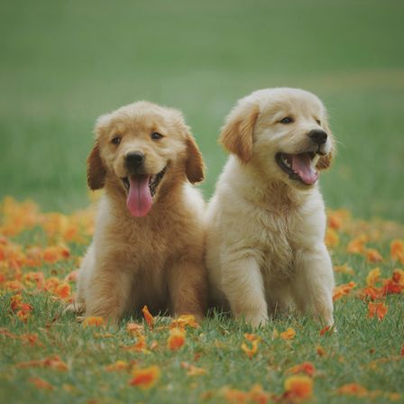 Bild enthält, Animal, Canine, Dog, Mammal, Pet, Puppy, Golden Retriever, Grass, Plant