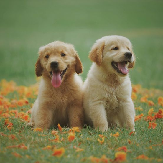 Bild enthält, Animal, Canine, Dog, Mammal, Pet, Puppy, Golden Retriever, Grass, Plant