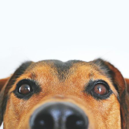 Bild enthält, Animal, Canine, Dog, Hound, Mammal, Pet, Snout, Beagle, Puppy