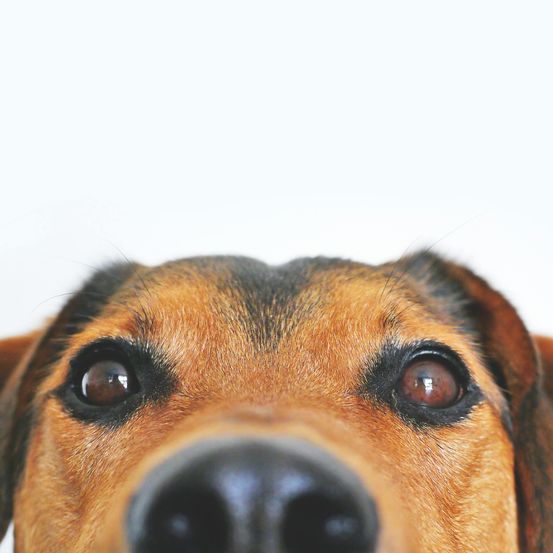 Bild enthält, Animal, Canine, Dog, Hound, Mammal, Pet, Snout, Beagle, Puppy