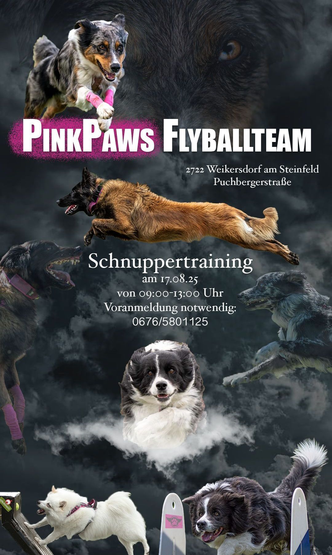 Plakat für Pink Paws Flyball Team zeigt Hunde in Aktion. Datum ist 17.08.2023. Ort ist Weikersdorff. Zeit ist 09:00 bis 13:00. Anmeldung erforderlich. Telefonnummer ist 0676/5801125.