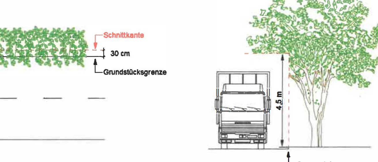 Das Bild zeigt ein Diagramm eines Baumes und eines Lastwagens. Der Baum hat eine Schnittlinie bei 30 cm. Der Lastwagen hat eine Länge von 4,5 Metern.