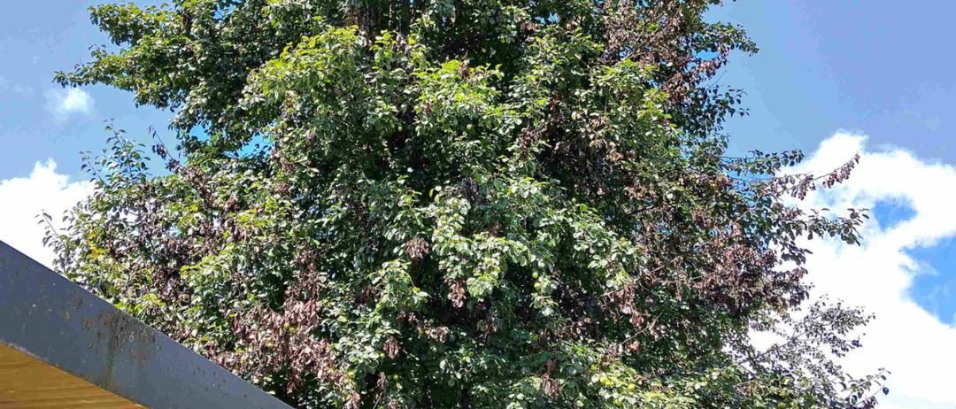 Ein hoher Baum mit grünen Blättern und einigen braunen Flecken ist sichtbar. Der Baum ist von einem klaren blauen Himmel umgeben. In der Nähe befindet sich eine Struktur mit einem Metalldach und einem Holzsockel. Der Himmel ist teilweise bewölkt.
