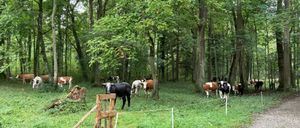 Eine Herde von Kühen, sowohl braun als auch schwarz, grast in einer üppigen, grünen Waldlichtung unter hohen Bäumen. Ein Holztor und ein Zaun umschließen das Gebiet.
