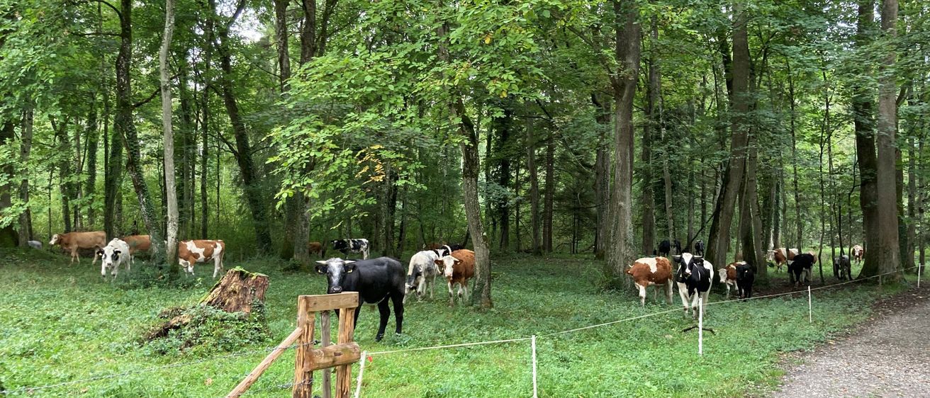 Eine Herde von Kühen, sowohl braun als auch schwarz, grast in einer üppigen, grünen Waldlichtung unter hohen Bäumen. Ein Holztor und ein Zaun umschließen das Gebiet.