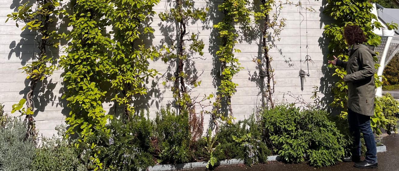 Ein Gebäude mit einer Betonwand, die mit grünen Kletterpflanzen bedeckt ist. Eine Person in einer Jacke steht neben der Wand.