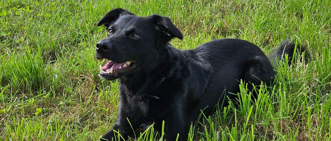 A black dog with brown eyes lies on the grass, showing its teeth.