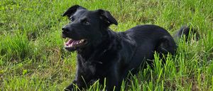 Ein schwarzer Hund mit braunen Augen liegt auf dem Gras und zeigt seine Zähne.